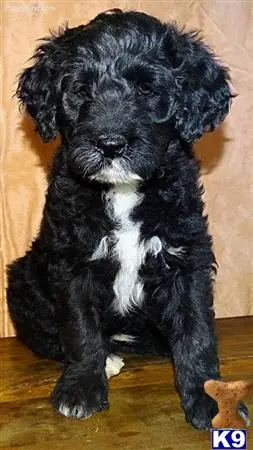 a black and white portuguese water dog puppy